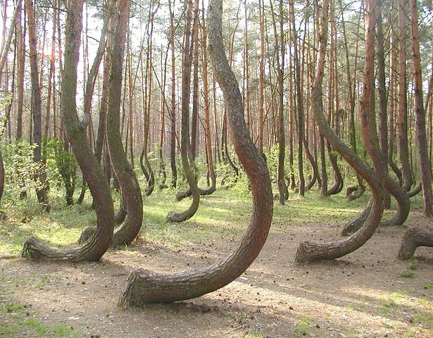 : Poland forest.jpg
: 298

: 111.0 